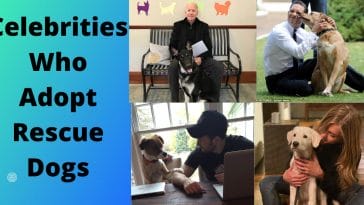 celebrities-rescue-dogs