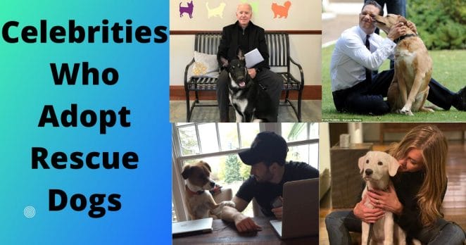 celebrities-rescue-dogs
