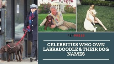 celebrities-who-own-labradoodle