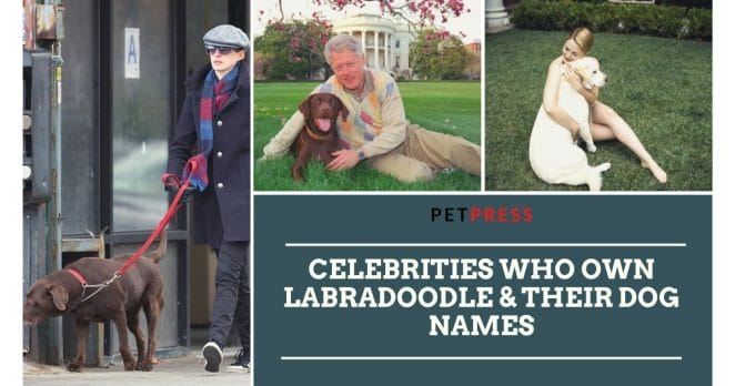 celebrities-who-own-labradoodle