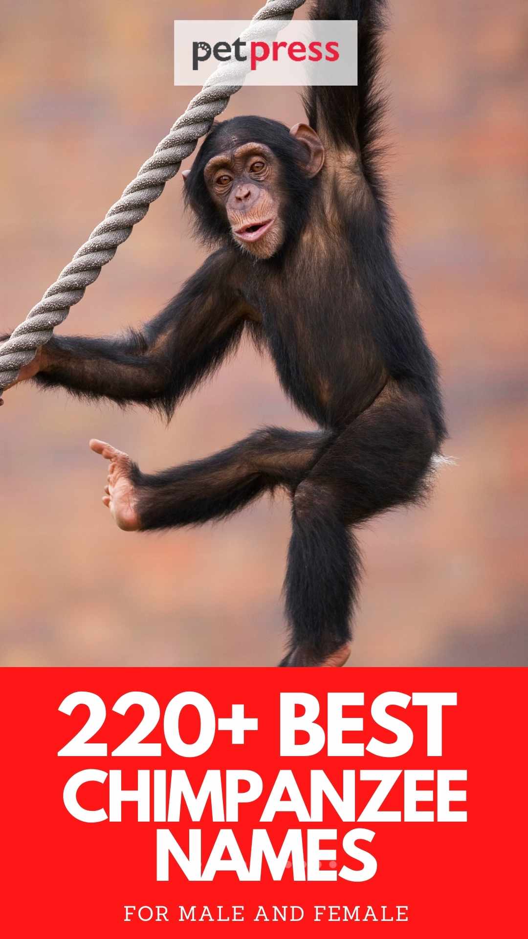 220+ Best Chimpanzee Names - Popular Chimpanzee Name Ideas