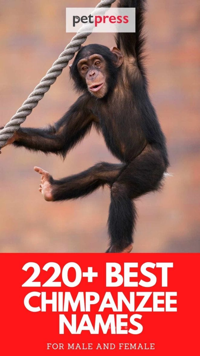 Name ideas for naming a chimpanzee