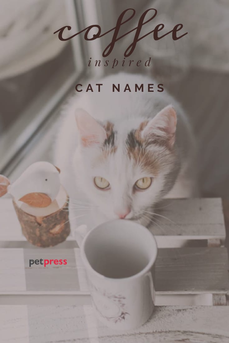 62 Coffee Inspired Cat Names PetPress
