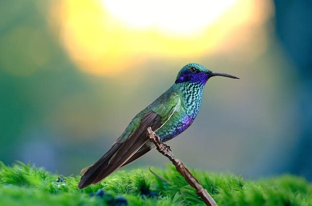 170+ Best Hummingbird Names - Best Way To Name Your Pet Hummingbird ...