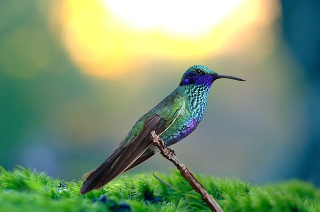 cool-hummingbird-names