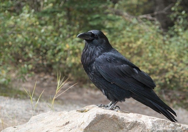 cool-raven-names