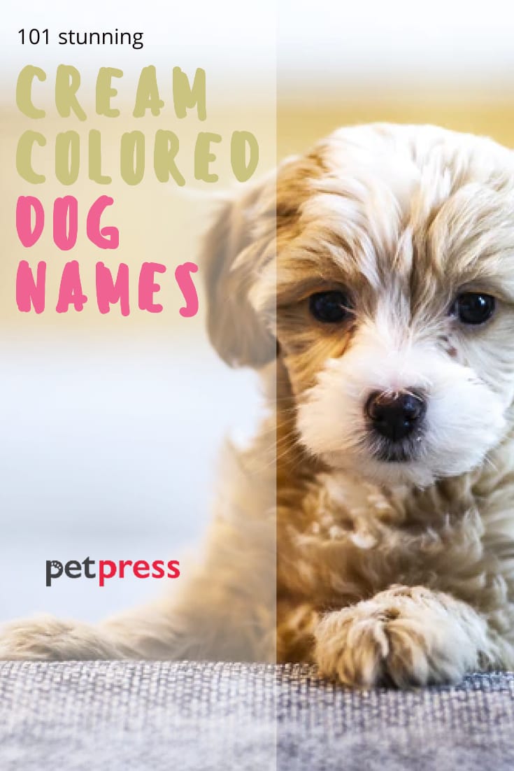 Cream Colored Dog Names ?strip=all&lossy=1&ssl=1