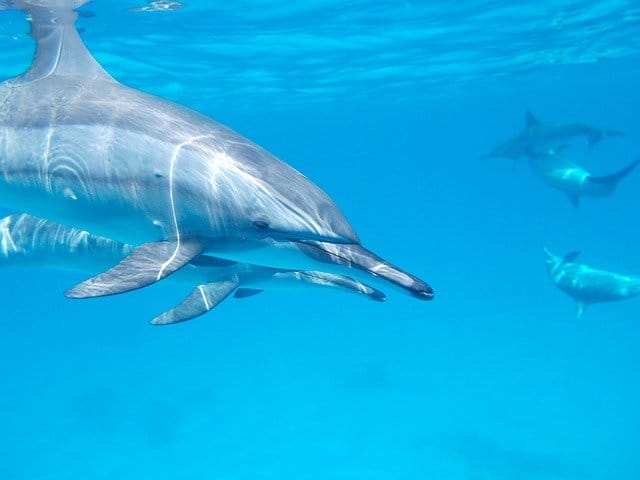 cute-dolphin