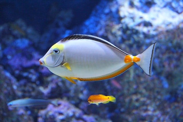 cute-fish