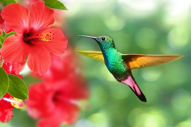 cute-hummingbird-names