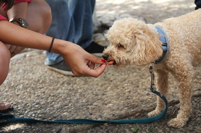 dog-eating