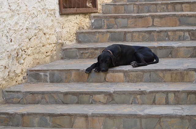 dog-on-stairs