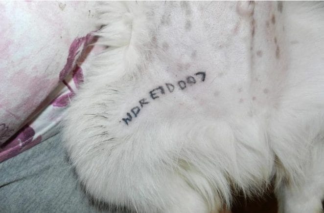 tattooed dog for identification 2