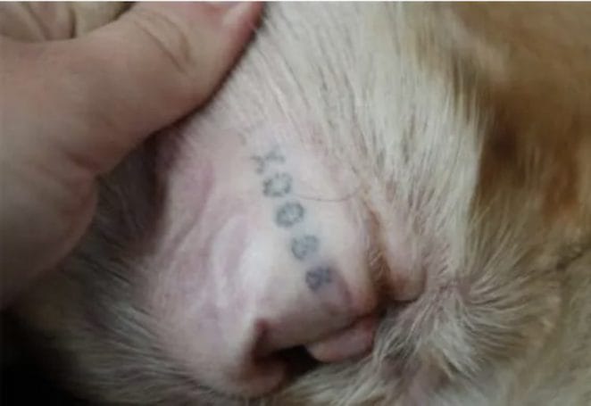 tattooed dog for identification 3