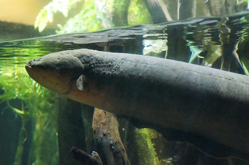 electric-eel