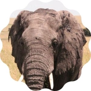 create the best elephant name in this elephant name generator