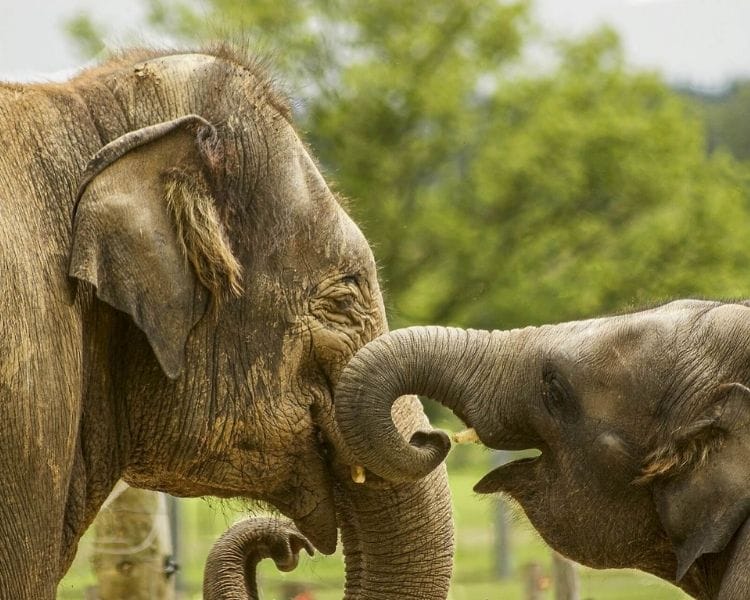 elephant name generator for a pet elephant