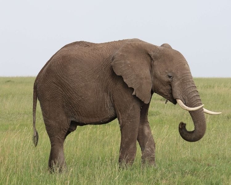 elephant name generator for an extra large elephant