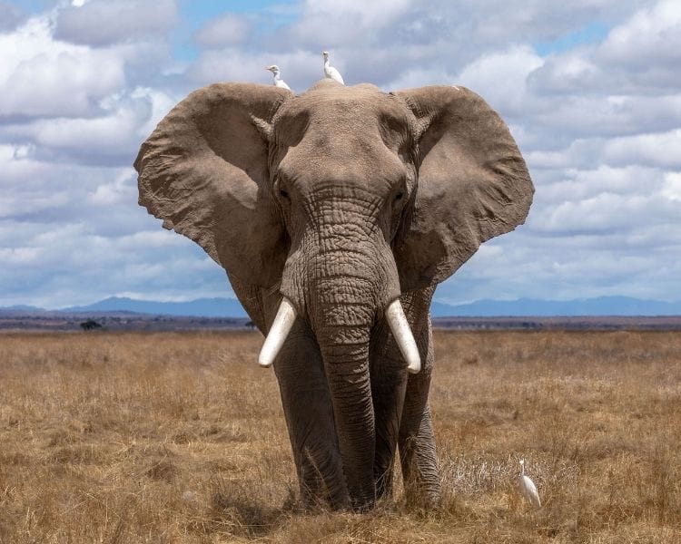 elephant name generator for an extra large elephant
