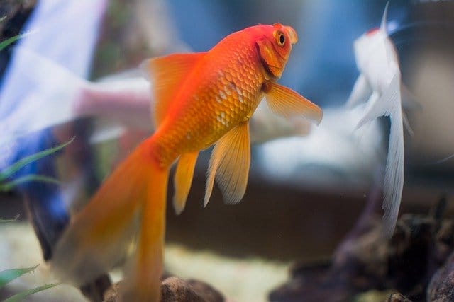 famous-goldfish