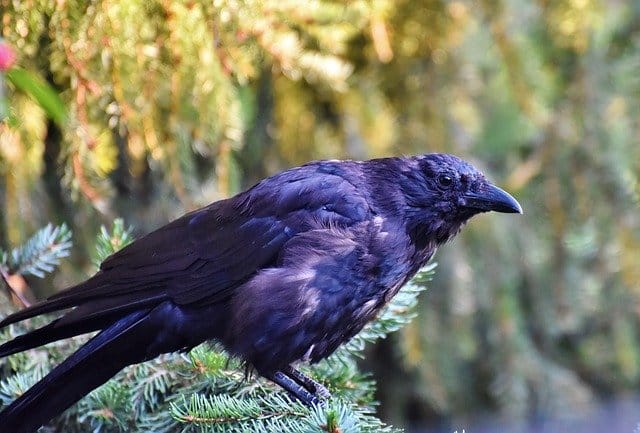 120+ Best Raven Names - Best Ways To Name Your Pet Raven - PetPress