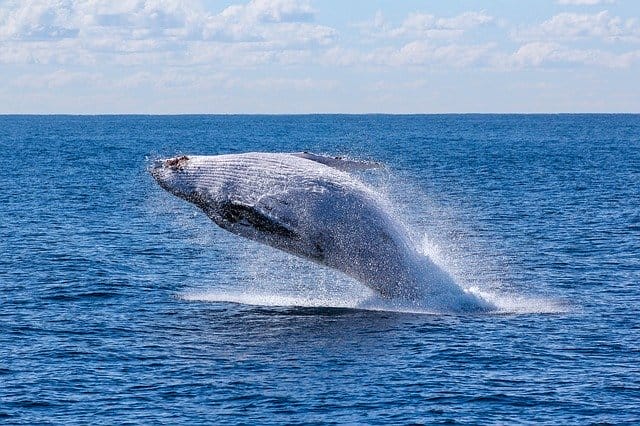 famous-whale