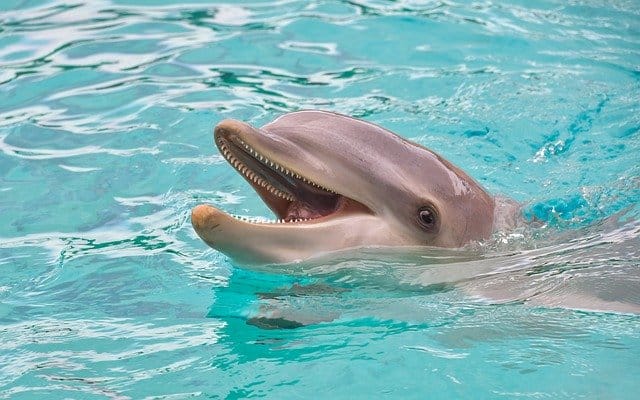 female-dolphin