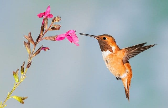 female-hummingbird-names