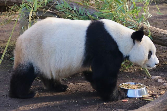 female-panda-names