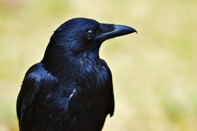 female-raven-names
