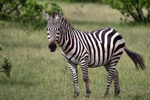 female-zebra