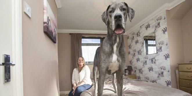  freddy-GREAT-DANE