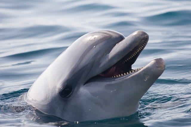 funny-dolphin