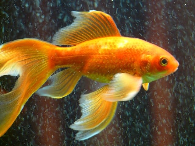 funny-goldfish