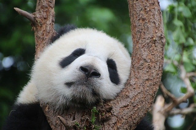 funny-panda