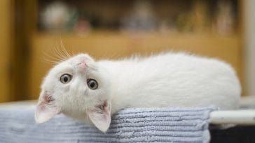 funny-white-cat
