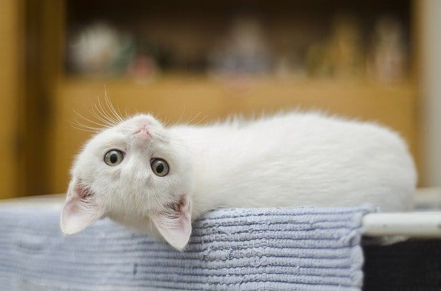 funny-white-cat