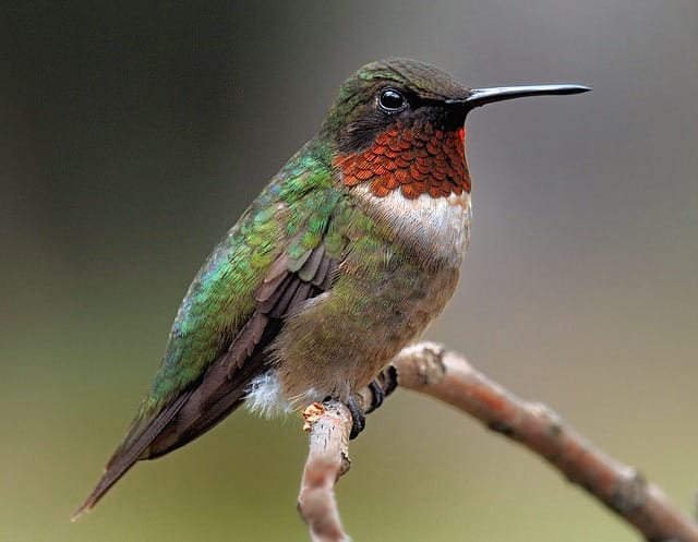 good-hummingbird-names