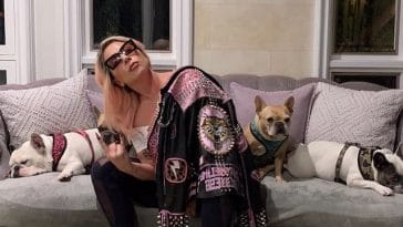 lady-gaga-and-her-dogs