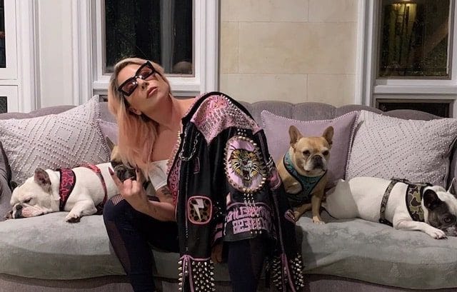 lady-gaga-and-her-dogs