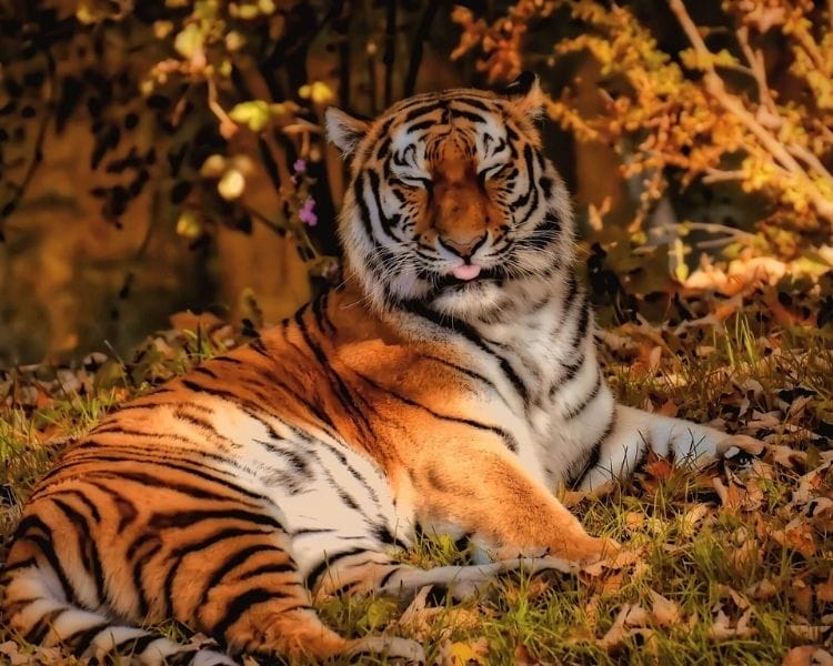 tiger name generator for a large female tiger