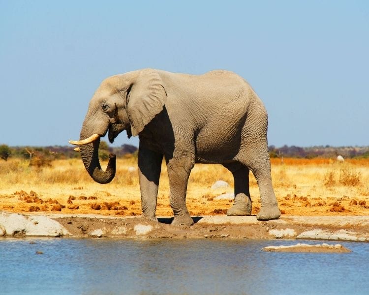 elephant name generator for a large female elephant