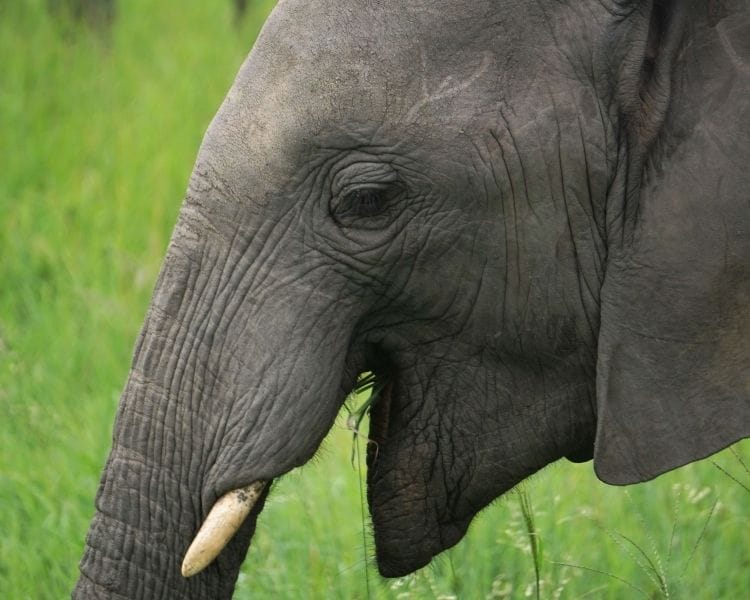 elephant name generator for a large elephant
