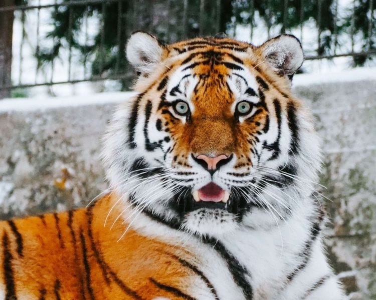 tiger name generator for a large tiger