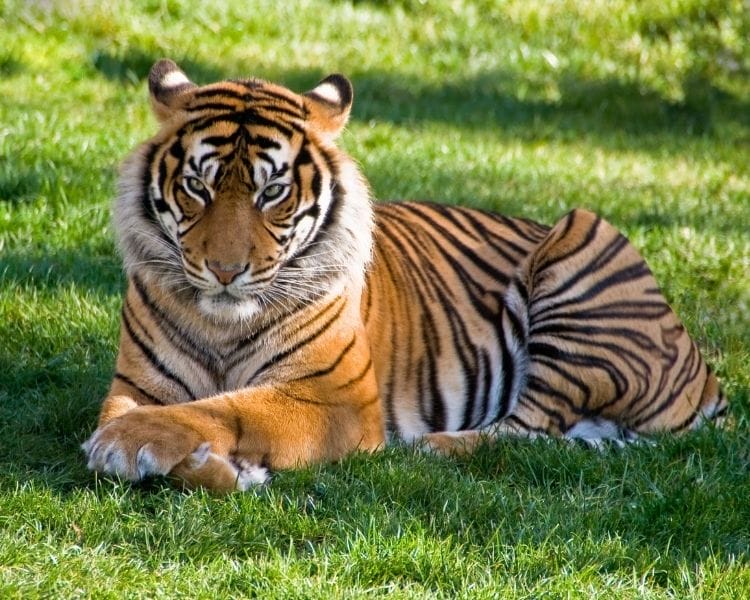 tiger name generator for a large female tiger