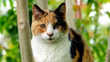 male-calico-cat-names