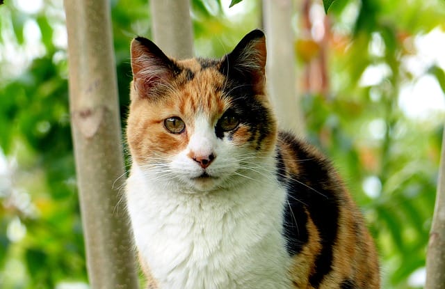 male-calico-cat-names