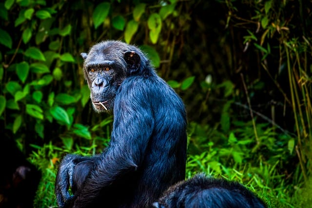 male-chimpanzee-name