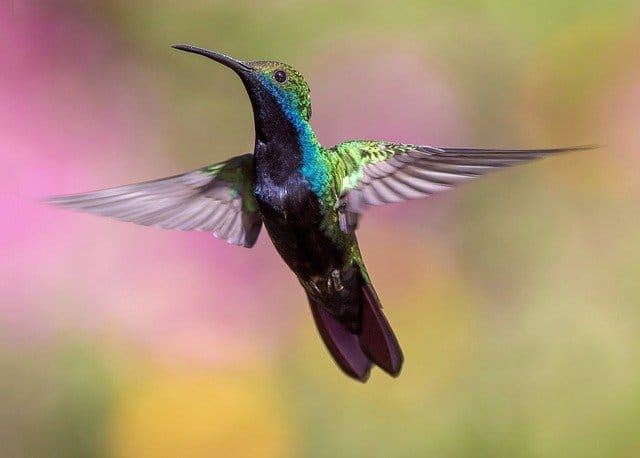 male-hummingbird-names