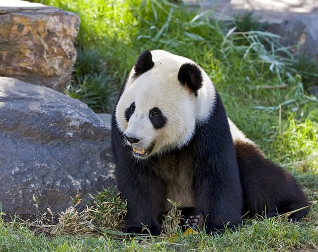 male-panda-names
